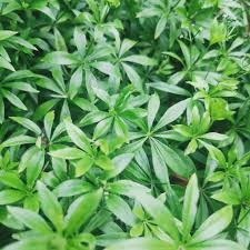 Attēlu rezultāti vaicājumam “Galium odoratum leaf”