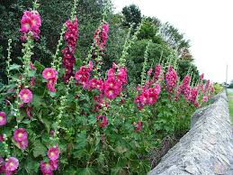 Image result for Alcea (althaea) rosea