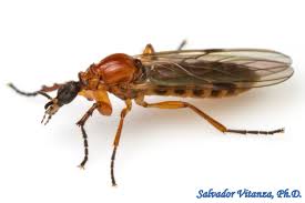 Attēlu rezultāti vaicājumam “Bibionidae”