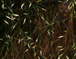 Attēlu rezultāti vaicājumam “Deschampsia flexuosa”