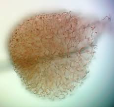 Attēlu rezultāti vaicājumam “Badhamiopsis macrospora”