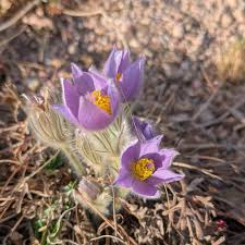Attēlu rezultāti vaicājumam “Pulsatilla vulgaris flower”