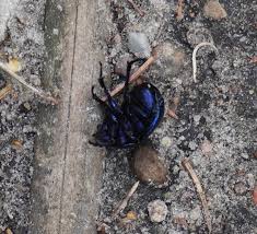 Attēlu rezultāti vaicājumam “Anostirus castaneus”