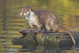 Image result for Eltham Otters