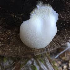 Attēlu rezultāti vaicājumam “Reticularia lycoperdon”