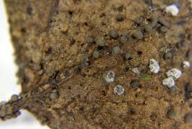 Attēlu rezultāti vaicājumam “Badhamia lilacina var. megaspora spores”