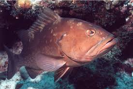 Image result for Epinephelus morio