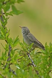 Image result for Hippolais olivetorum