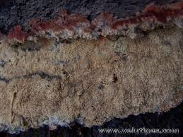 Attēlu rezultāti vaicājumam “Phlebia centrifuga”