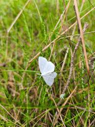 Attēlu rezultāti vaicājumam “Cabera pusaria”