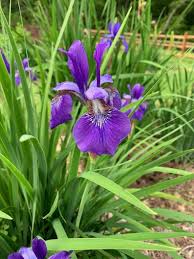 Image result for Iris