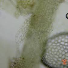 Attēlu rezultāti vaicājumam “Lophocolea coadunata”