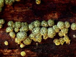 Attēlu rezultāti vaicājumam “Hypocrea gelatinosa”