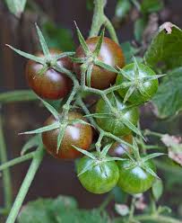 Afbeeldingsresultaat voor black cherry tomato