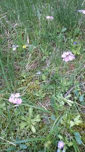 Attēlu rezultāti vaicājumam “Primula farinosa flower”