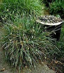 Attēlu rezultāti vaicājumam “Sesleria caerulea”