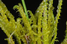 Attēlu rezultāti vaicājumam “Scorpidium cossonii”