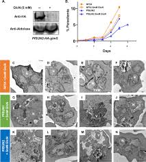 Attēlu rezultāti vaicājumam “Diderma radiatum plasmodium”