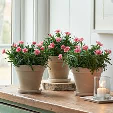 Image result for Dianthus