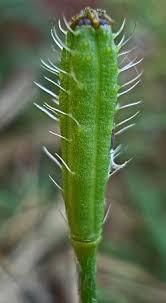 Attēlu rezultāti vaicājumam “Papaver argemone fruit”