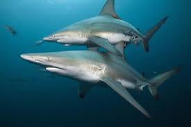 Image result for Carcharhinus limbatus