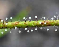 Attēlu rezultāti vaicājumam “Didymium squamulosum”