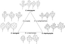 Attēlu rezultāti vaicājumam “Crataegus x macrocarpa leaf”