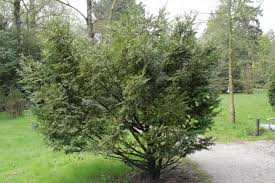 Attēlu rezultāti vaicājumam “Taxus wallichiana”