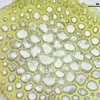 Attēlu rezultāti vaicājumam “Palustriella falcata”