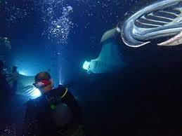 Image result for Manta Divers Sub-Aqua Club
