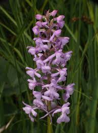 Attēlu rezultāti vaicājumam “Gymnadenia conopsea bud”