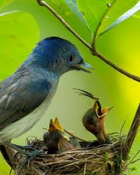 Attēlu rezultāti vaicājumam “Fringilla coelebs nest”