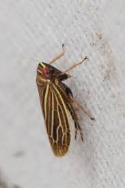 Attēlu rezultāti vaicājumam “Paramesus obtusifrons”