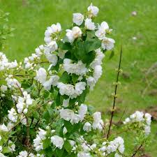 Attēlu rezultāti vaicājumam “Philadelphus lemoinei flower”