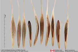 Attēlu rezultāti vaicājumam “Anisantha tectorum fruit”