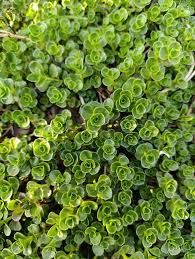 Attēlu rezultāti vaicājumam “Phedimus spurius”