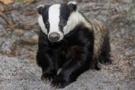 Attēlu rezultāti vaicājumam “Meles meles”