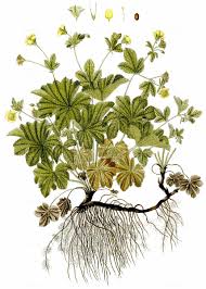 Attēlu rezultāti vaicājumam “Waldsteinia geoides”