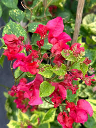 Image result for bougainvillea