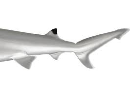 Image result for Nasolamia velox