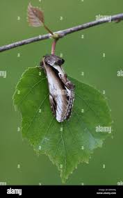 Attēlu rezultāti vaicājumam “Pheosia gnoma male”