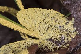 Attēlu rezultāti vaicājumam “Leocarpus fragilis var. bisporus spores”