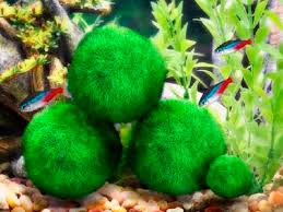 Imagini pentru Cladophora aegagropila