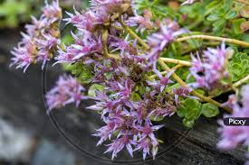 Attēlu rezultāti vaicājumam “Phedimus spurius flower”