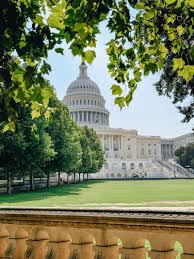 Image result for dipperfox tehron