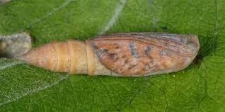 Attēlu rezultāti vaicājumam “Eulithis pyraliata”