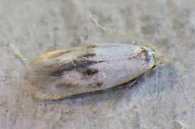 Attēlu rezultāti vaicājumam “Elachista maculicerusella”