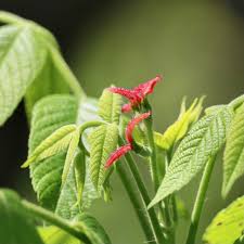 Attēlu rezultāti vaicājumam “Juglans cinerea”