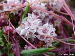 Attēlu rezultāti vaicājumam “Cuscuta epithymum subsp. trifolii”