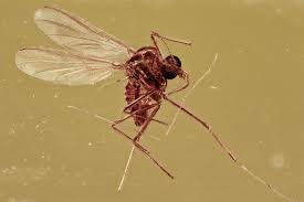 Attēlu rezultāti vaicājumam “Chironomidae”